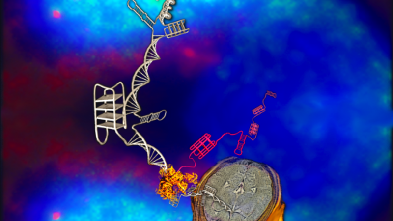 C9orf72: what lies within 