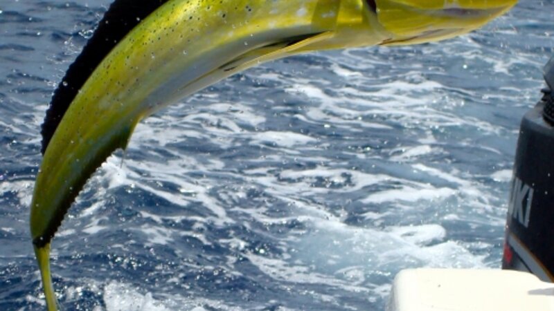 A Beautiful Catch