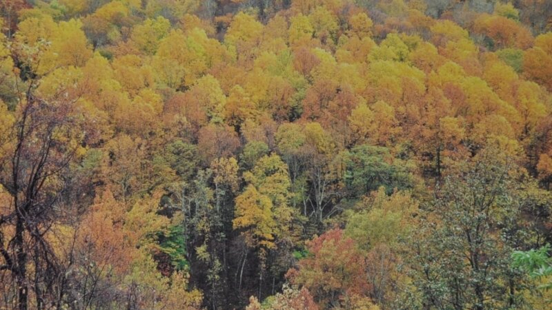 Natures paintbrush
