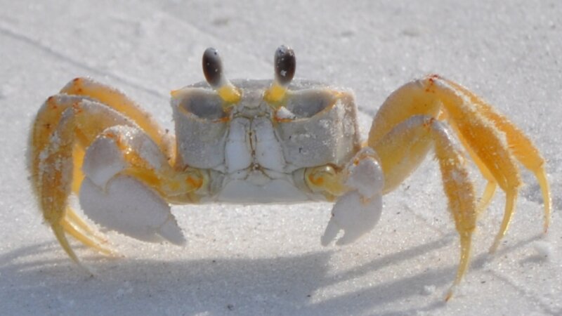 I've been crabby all day.