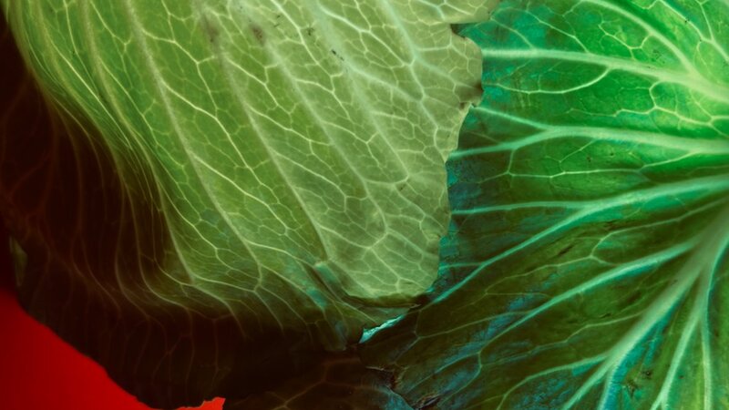 "Cabbage Town", photo of illuminated vegetable, May 1, 2025.