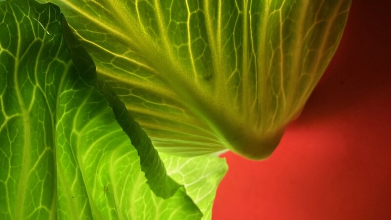 "Cabbages" Photo from 2022