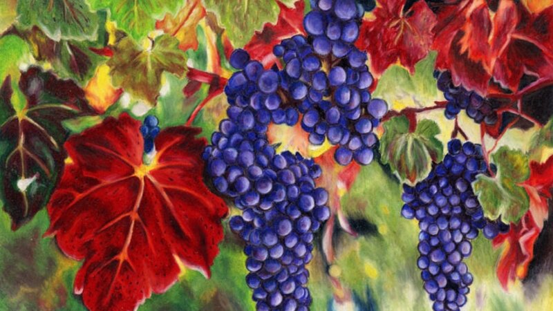 Cabernet in the Womb