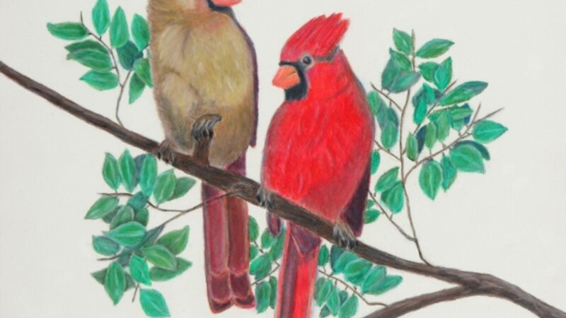 Cardinals