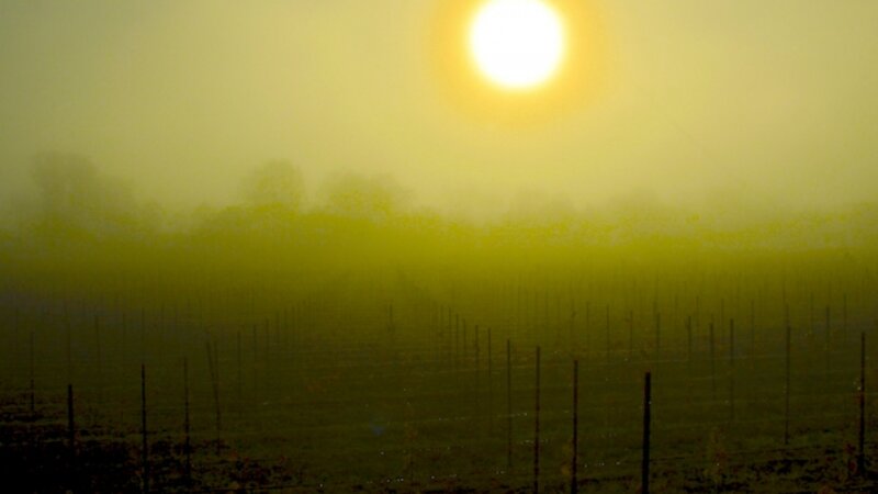 Veiled Sunrise