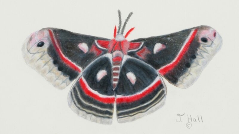 Cecropia Moth