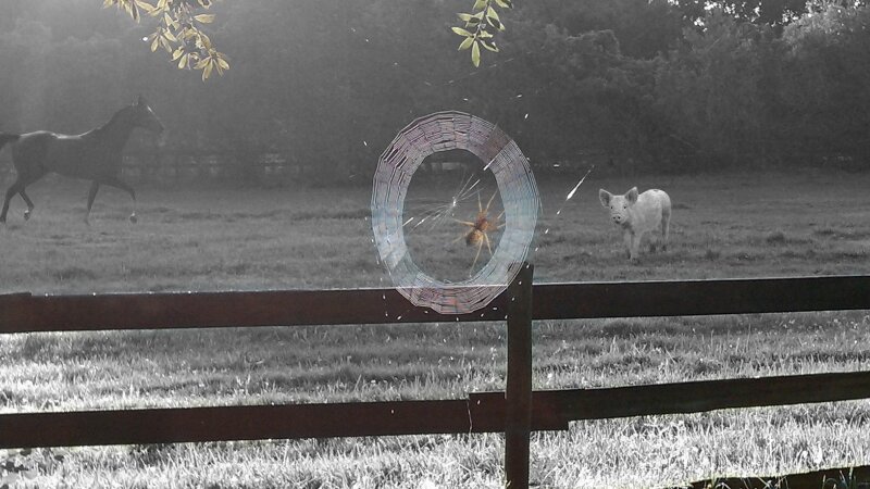 "Charlene's Web" ; Charlotte's Daughter