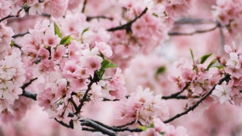 Cherry Blossoms in Washington DC