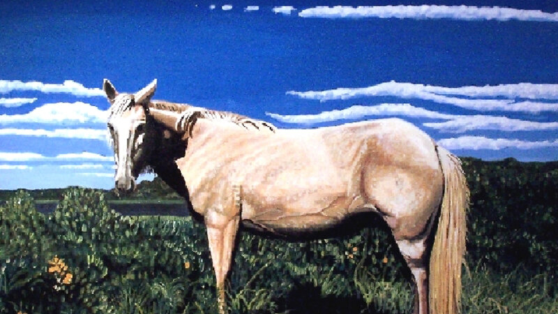 Chincoteague Pony in the Sun