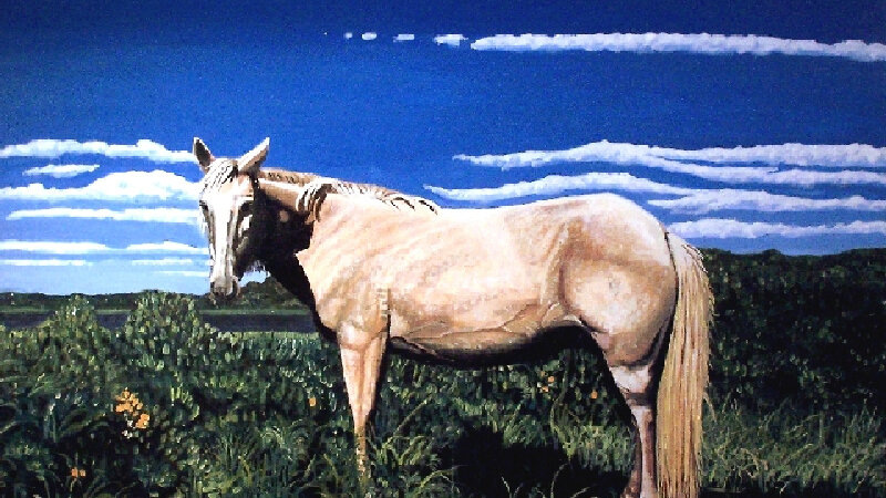 Chincoteague Pony in the Sun