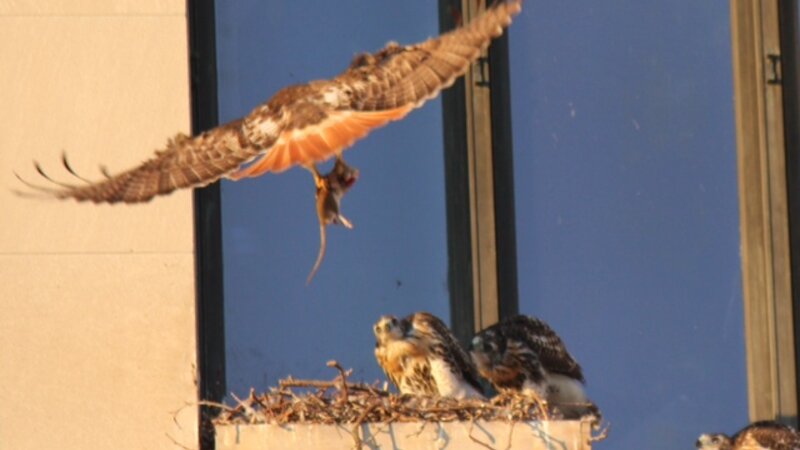 Breakfast if Champions