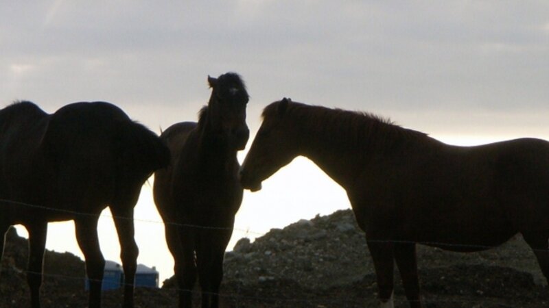 Three Horses Silhouetted