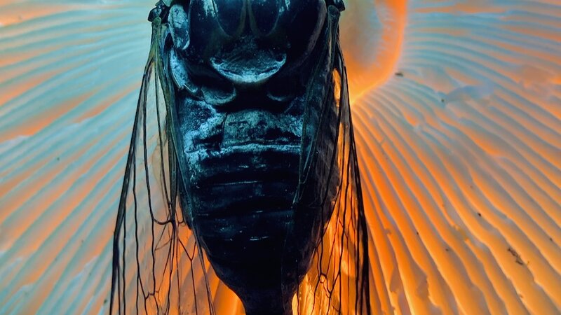 Photo of wild mushroom and cicada shell, 2023.