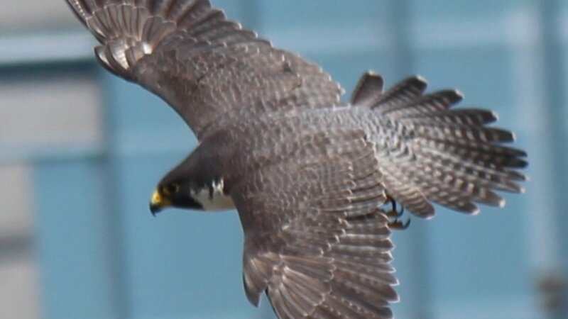Peregrine Falcon In flight