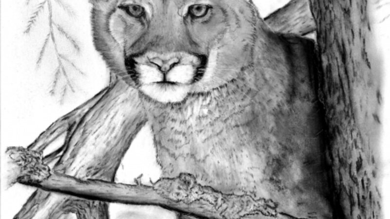 Cougar in Tree