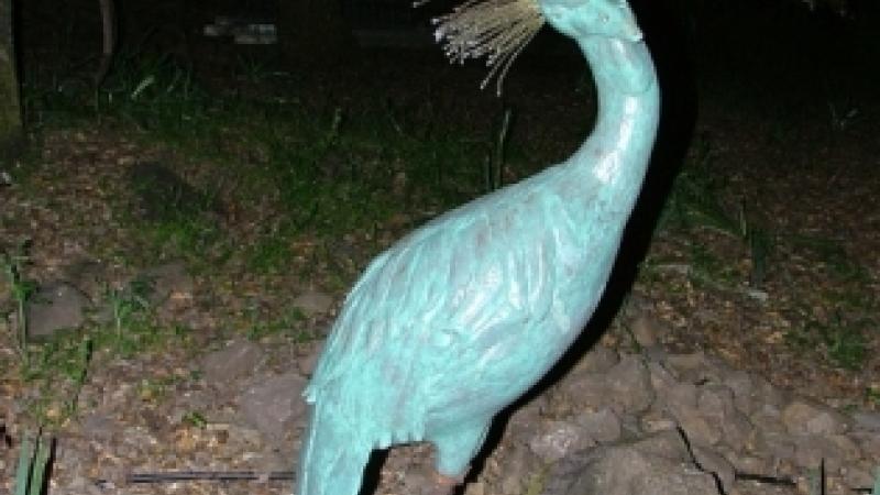 African Black Crowned Crane