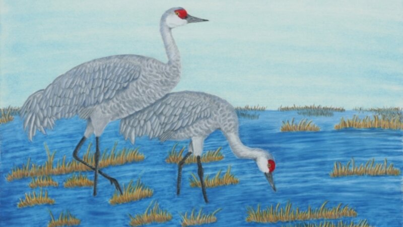 Cranes