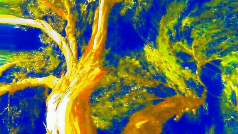 Crazy Tree