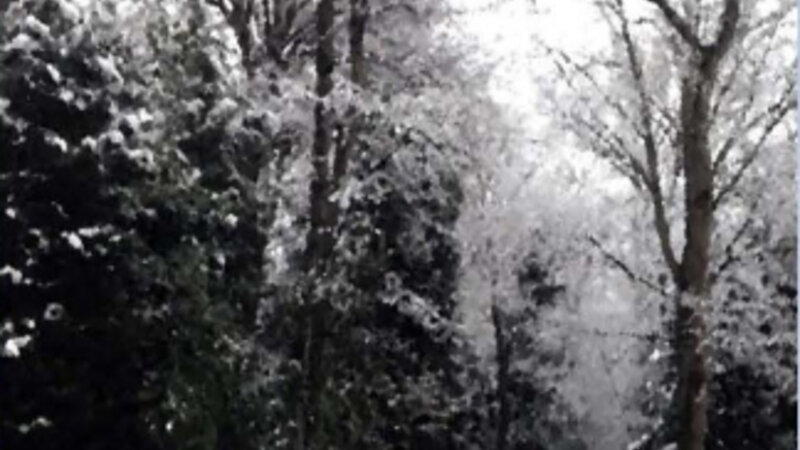 Creek Side in Winter