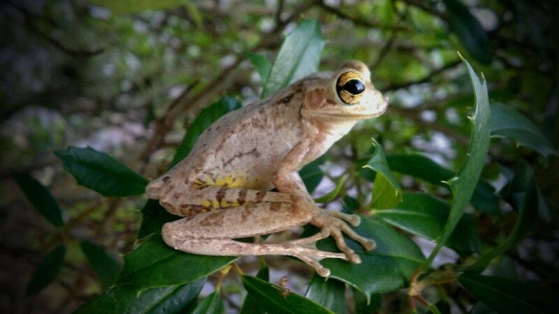 Cuban tree frog
