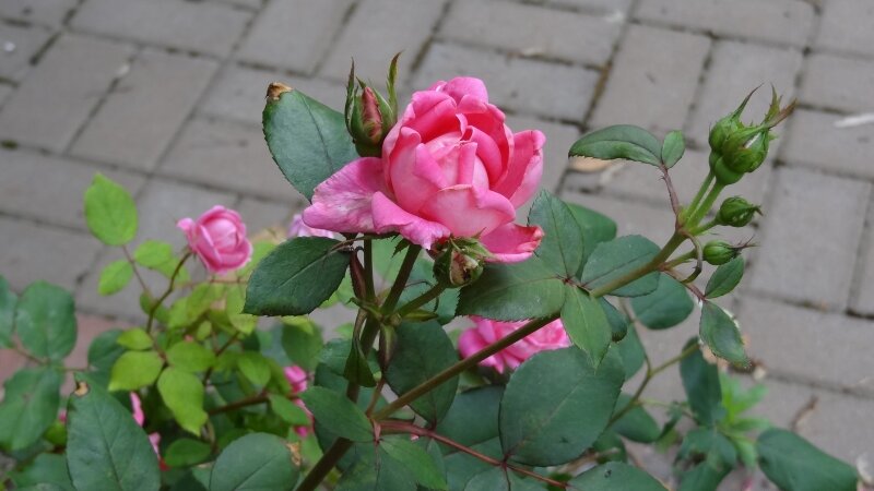A Rose