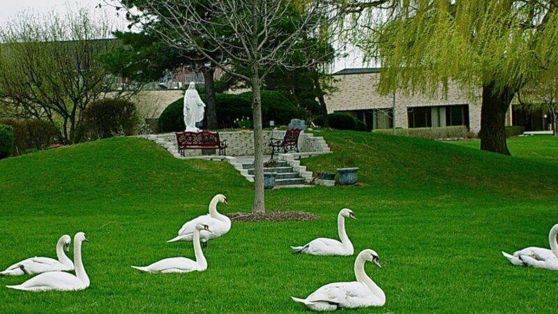 Seven Swans Basking 