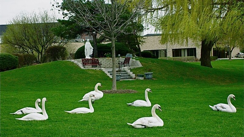 Seven Swans Basking 