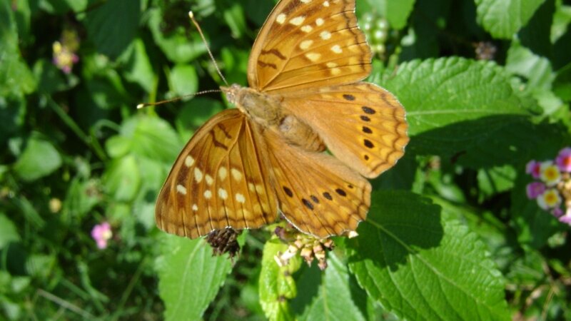Tawny Emperor