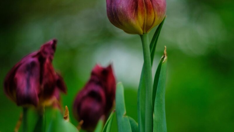 A group of tulips showing off the wide color palette within mother nature's paint set.