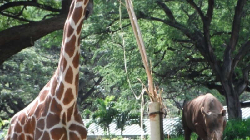 Honolulu Zoo Safari