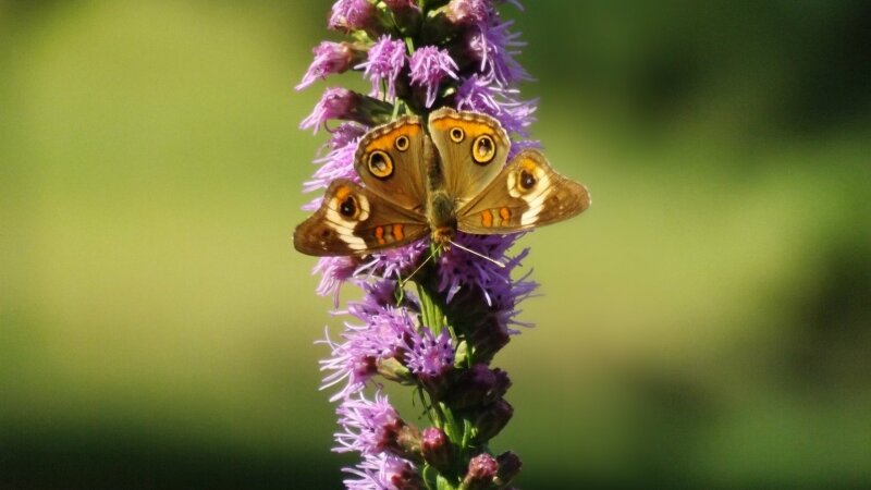 Open Wings