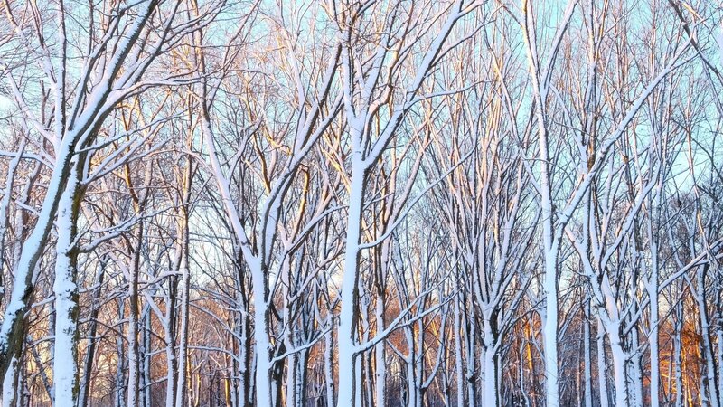 Golden light hitting the snow covered trees with a clear blue sky early morning.