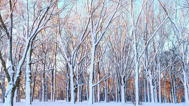 Golden light hitting the snow covered trees with a clear blue sky early morning.