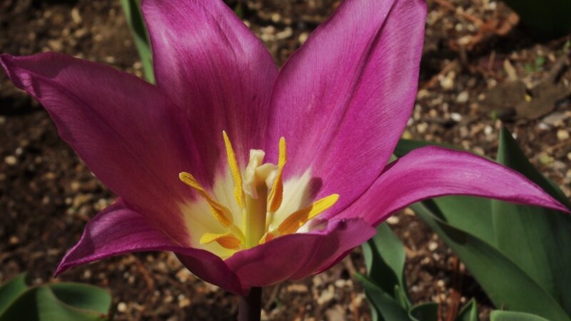 Beauty of Spring Time