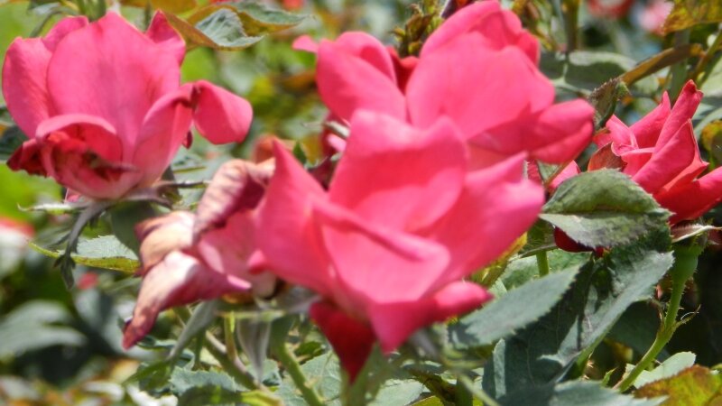 Beauty of nature
