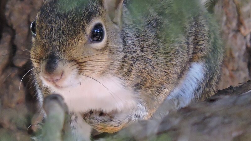 squirrel, nature, tree