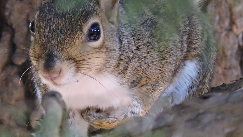 squirrel, nature, tree