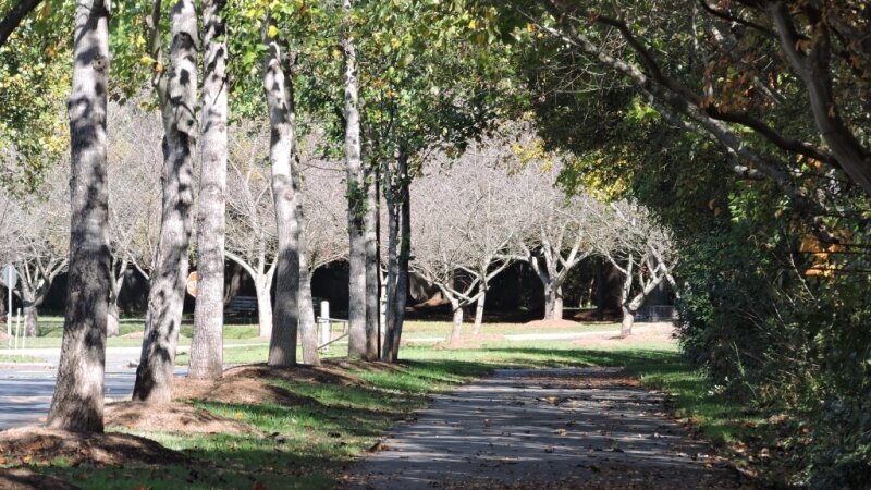 nature, trees, path, autumn, seasons