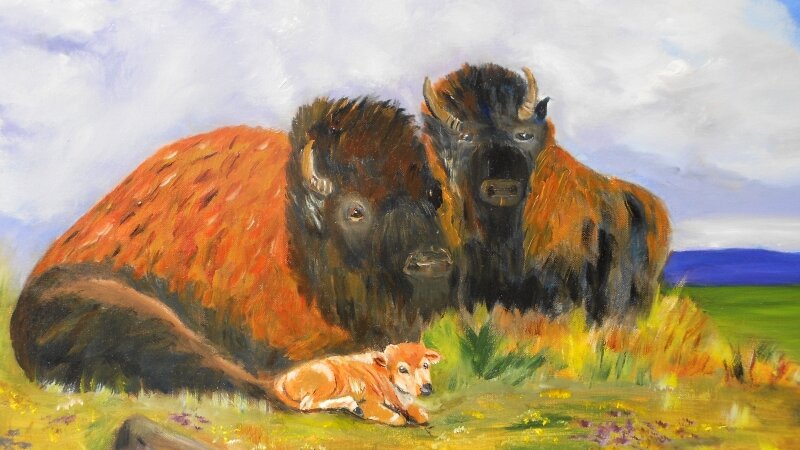 Buffalo Babe