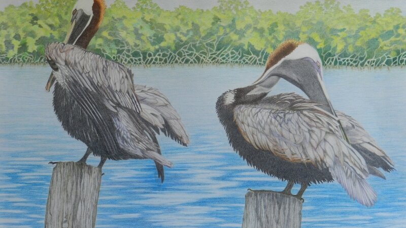 Preening Pelicans
