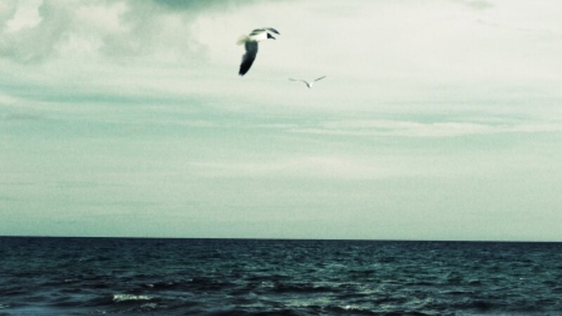 Seagull