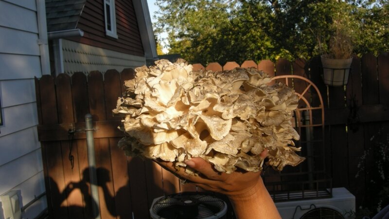 Hen of the woods mushroom