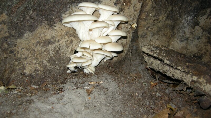 Small cluster of oyster mushrooms.