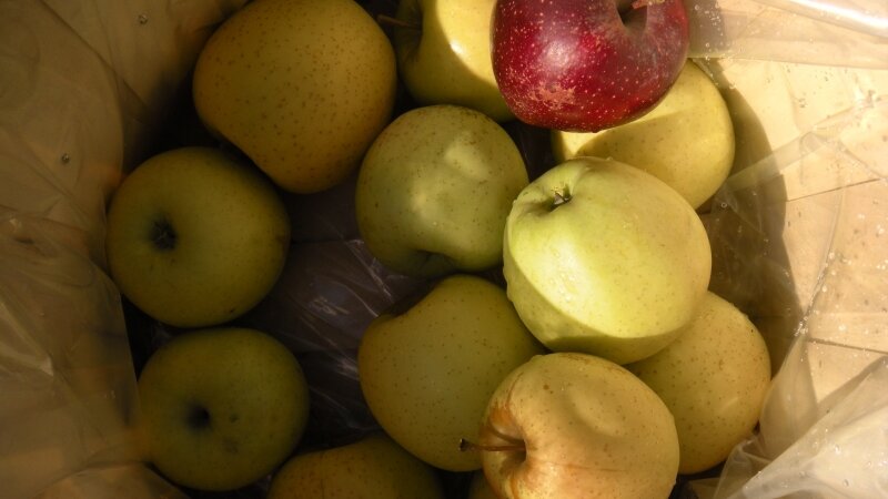 Apples