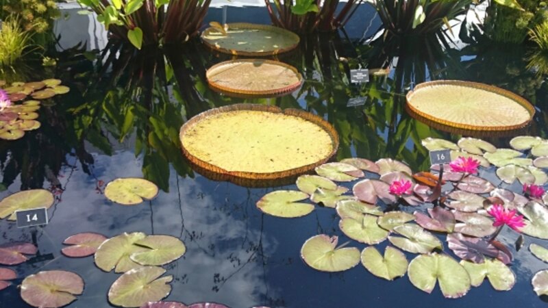 Destinys Waterlillies not Monets