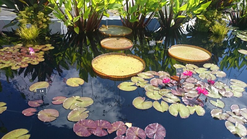 Destinys Waterlillies not Monets