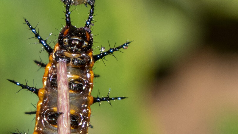 A New Queen Is Born close up image of Gulf Fritillary Catepillar