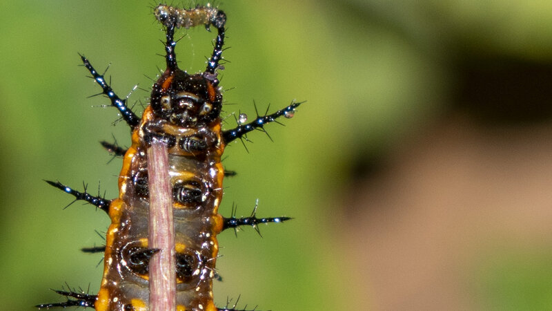 A New Queen Is Born close up image of Gulf Fritillary Catepillar