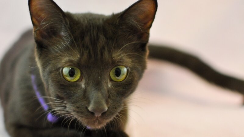 Katt 