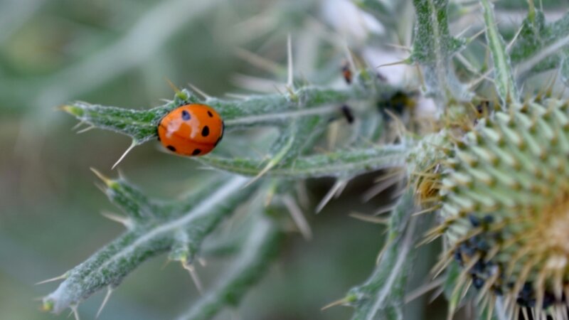 Lady Bug, Fly-away